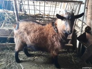 Țap tânăr de vanzare - imagine 3