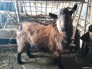 Țap tânăr de vanzare - imagine 4