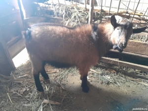 Țap tânăr de vanzare - imagine 5