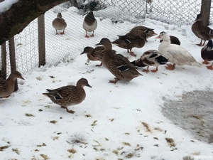 rațe sălbatice domesticite - imagine 3