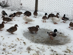 rațe sălbatice domesticite - imagine 2