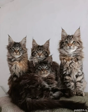Maine coon pisoiasi