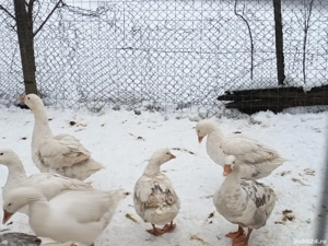 gîste de casă de anul trecut 