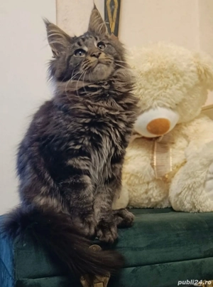 Maine coon baietei si fetite