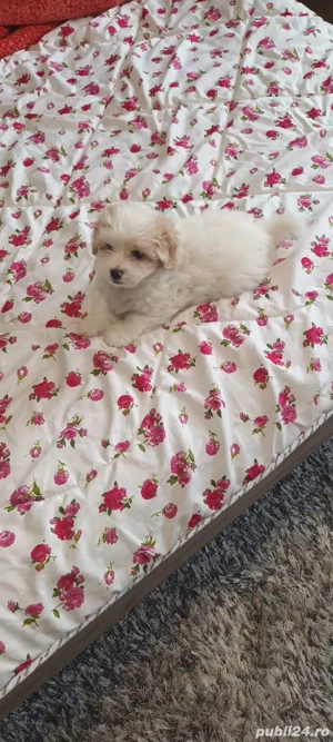 De vinzare bison maltez baietel 