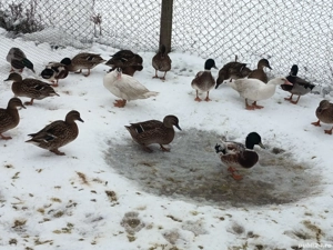 rațe sălbatice  - imagine 2