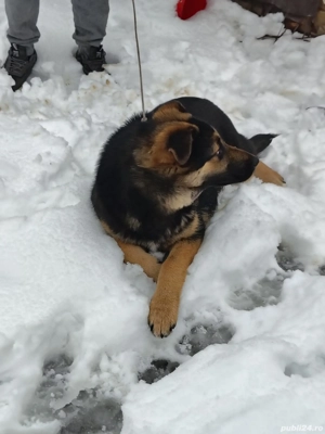 Vând urgent Ciobănesc  german - imagine 2