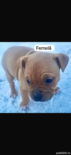 amstaff un mascul si o femela  - imagine 2