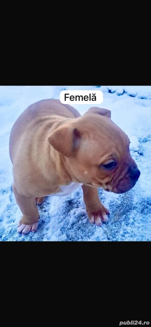 amstaff un mascul si o femela  - imagine 3