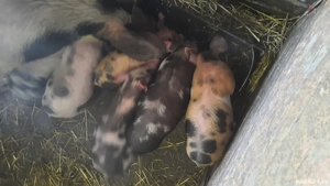 purcei de vanzare 450 negociabil  - imagine 5