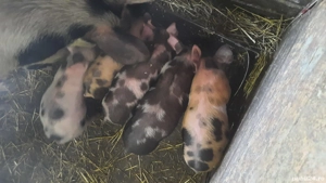 purcei de vanzare 450 negociabil  - imagine 4