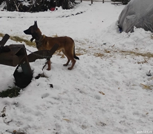 Vand catea Ciobanesc belgian malinos 