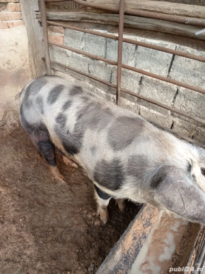 Se vinde porc crescut sanatos - imagine 3