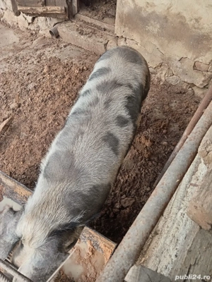 Se vinde porc crescut sanatos - imagine 4
