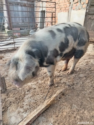 Se vinde porc crescut sanatos - imagine 2