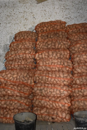 Cartofi de consum albi si rosii