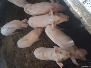 Purce de vanzare 4 luni - imagine 2