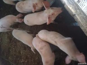 Purce de vanzare 4 luni - imagine 3