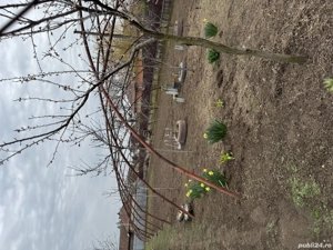 Solar de vânzare  - imagine 2