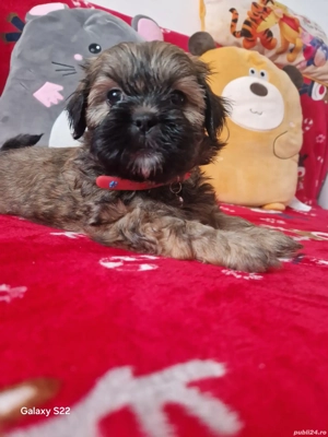 Vând  cătei  pui shih-tzu vârst 1lună si 2 săptămâni  jucăuși cu multă energie 