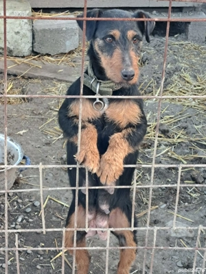 Pui jagdterrier  - imagine 2