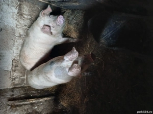 vând porc petran 100 120 kg. - imagine 2