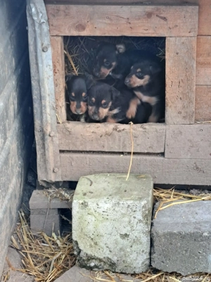 Pui jagdterrier  - imagine 4