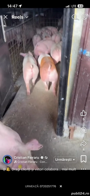 porci 30-80 kg - imagine 2