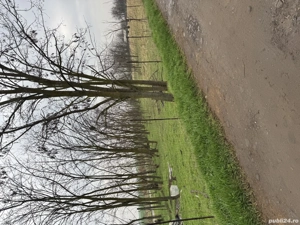 Teren pentru afacere sau locuință  - imagine 3