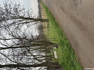 Teren pentru afacere sau locuință  - imagine 4