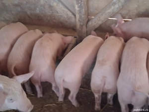 vând purcei de 12-13 săptămâni 25-28 kg