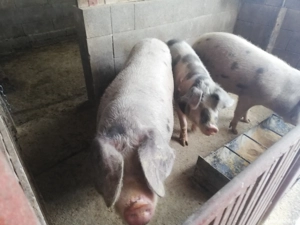Porci de vânzare 