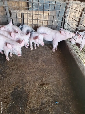 Purcei de vânzare  - imagine 4