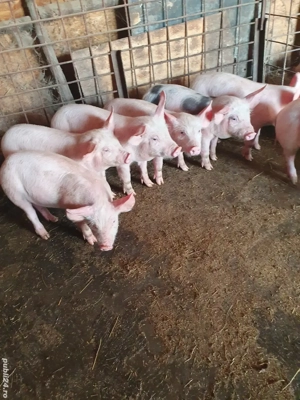 Purcei de vânzare  - imagine 2