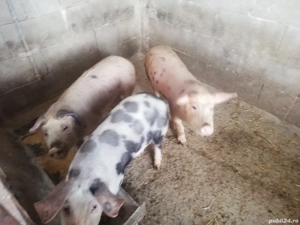 Șoldani de vânzare 