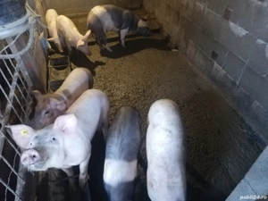 Șoldani de vânzare  - imagine 2