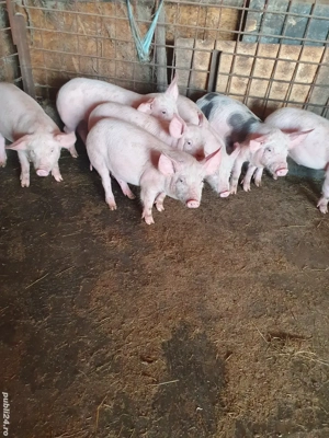 Purcei de vânzare  - imagine 3