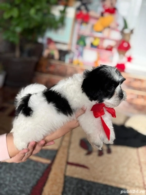 Catei shih-tzu talie mica - imagine 2