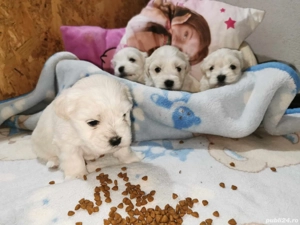 Bichoni bichoni  - imagine 2