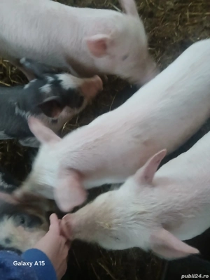 Purcei de vânzare! - imagine 3