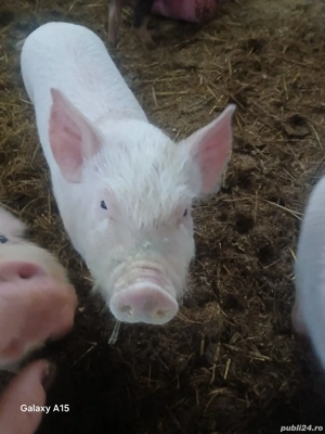 Purcei de vânzare! - imagine 2
