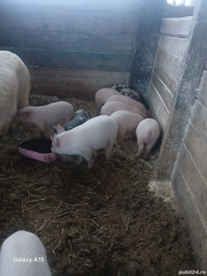 Purcei de vânzare! - imagine 4