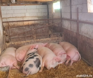 Porci de vanzare intre 100   250 kg - imagine 3