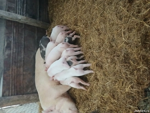 Purcei de vânzare! - imagine 5