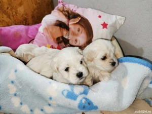 Bichoni bichoni  - imagine 3