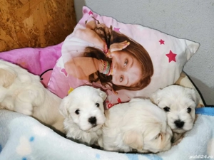 Bichoni bichoni  - imagine 4