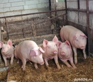 Porci de vanzare intre 100   250 kg - imagine 5
