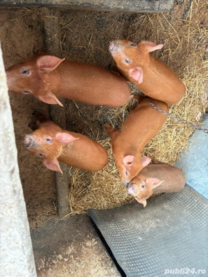 Vand purcei  - imagine 3