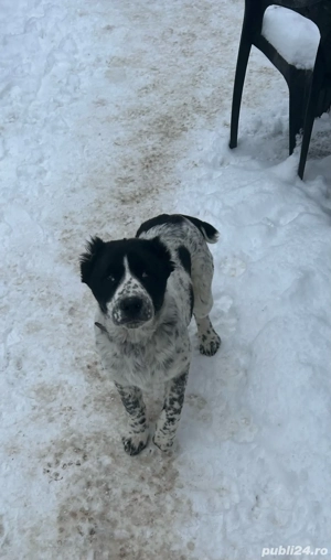 Femela De Asia Centrala 