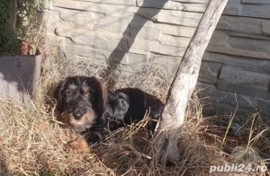 Teckel Sarmos Standard